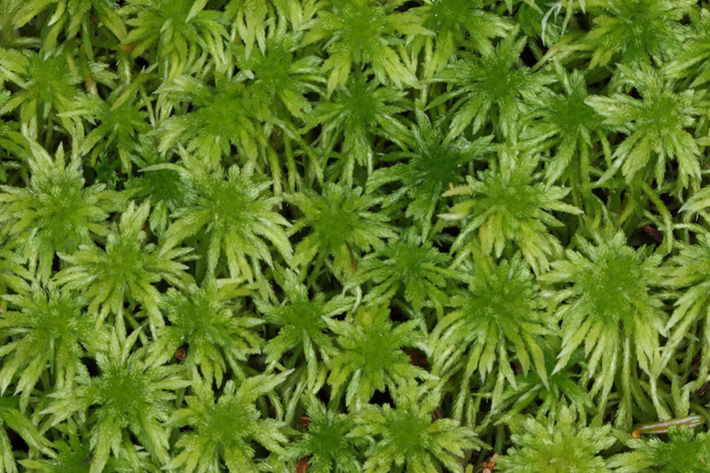 Sphagnum girgensohnii